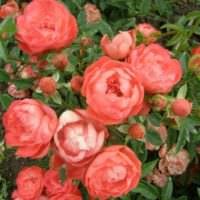 пример использования светлых роз в дизайне двора фото