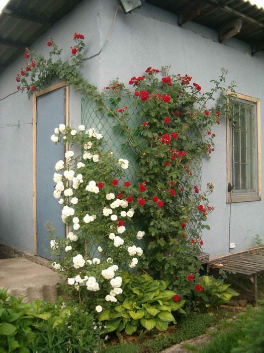 идея применения ярких роз в дизайне двора