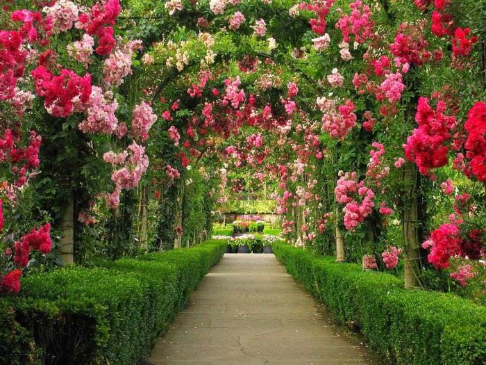 пример использования красивых роз в ландшафтном дизайне