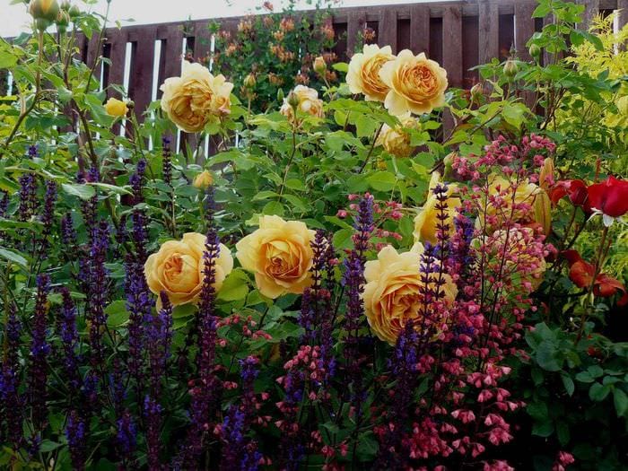 идея применения необычных роз в дизайне двора