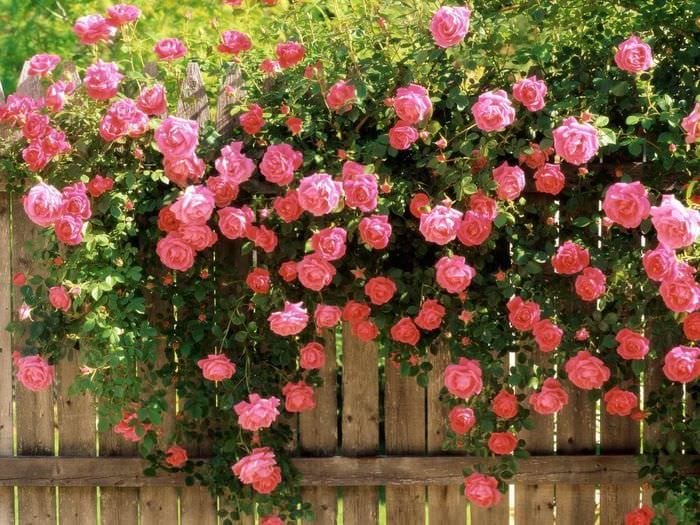 вариант использования необычных роз в дизайне двора