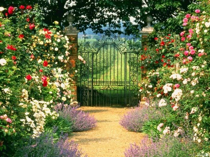 пример применения красивых роз в дизайне двора