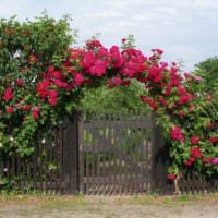пример применения ярких роз в дизайне двора картинка