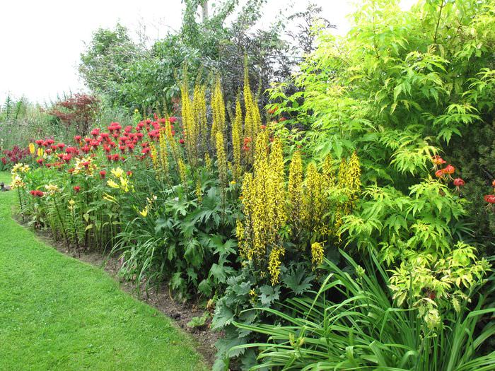 Цветущие многолетние растения в своем саду