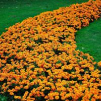Украшения газона оранжевыми бархатцами