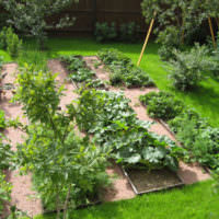 Место для выращивания овощей на приусадебном участке