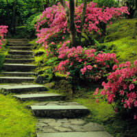 Каменная лестница в цветущем саду