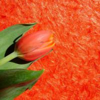Цветок тюльпана на фоне красных жидких обоев