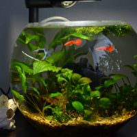 Круглый аквариум с красными рыбками