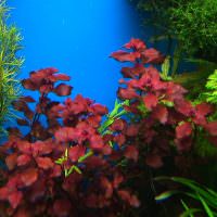 Бардовые листья подводных растений