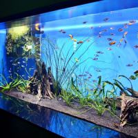 Домашний аквариум с чистой водой