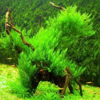 Речные водоросли зеленого цвета