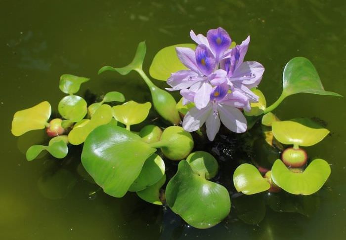 Водяной гиацинт эйхорния с сиреневыми цветками