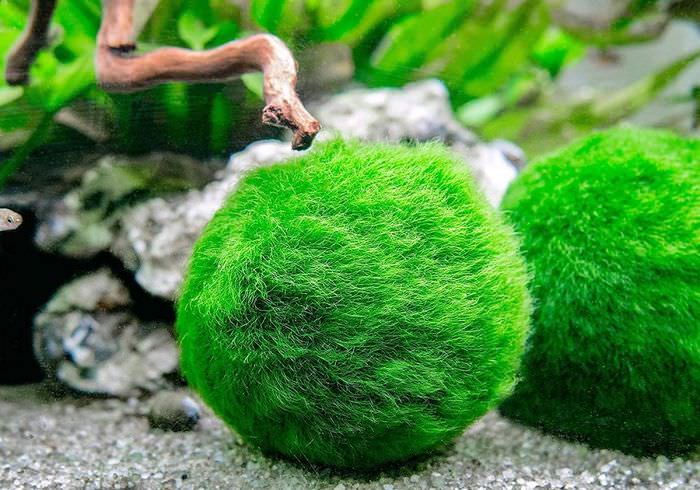 Зеленые шарики водорослей на дне аквариума