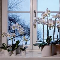 Белые орхидеи на пластиковом подоконнике