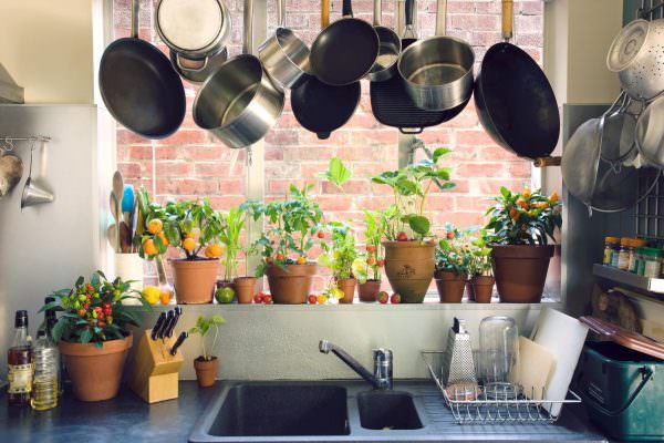 Выбирая растения для кухни, необходимо учитывть многие факторы